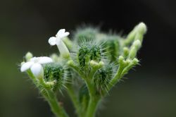 Seru_Largu_20120202_055